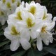 Rhododendron Catawbiense Album C2
